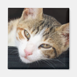 Íman Ímã do gato de Cleo