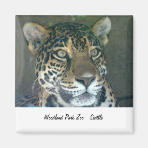 Íman Ímã do gato do jardim zoológico do parque da