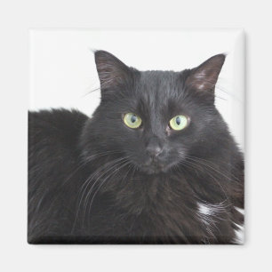 Íman Ímã do gato preto