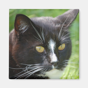 Íman Ímã do gato preto