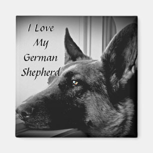 Íman Ímã do german shepherd