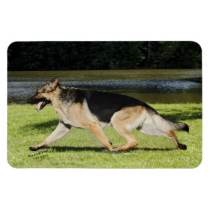 Íman Ímã do german shepherd