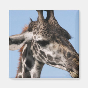 Íman ímã do giraff