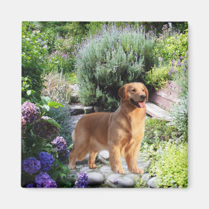 Íman Ímã do golden retriever