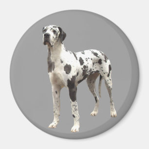 Íman Ímã do Harlequin de great dane