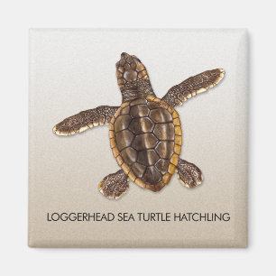 Íman Ímã do Hatchling da tartaruga de mar da boba