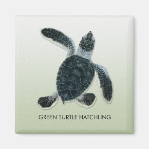 Íman Ímã do Hatchling da tartaruga verde