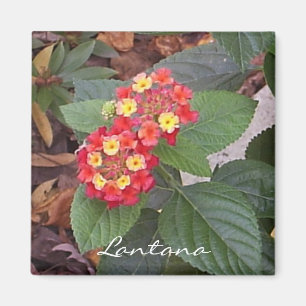 Íman Ímã do Lantana