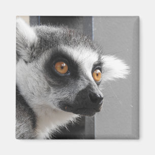 Íman Ímã do Lemur