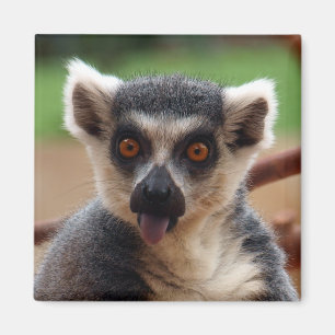 Íman Ímã do Lemur