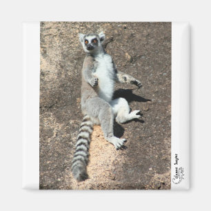 Íman Ímã do lemur do culto de Sun