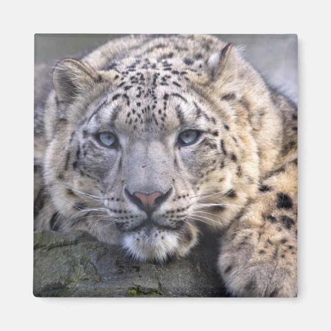 Íman Ímã do Leopardo-das-Neves Vishnu (Frente)