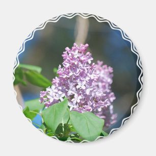 Íman Ímã do Lilac da lavanda