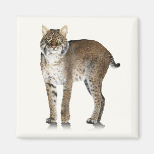 Íman Ímã do lince
