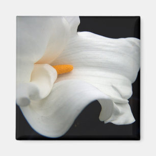Íman Ímã do lírio de Calla