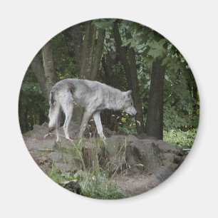 Íman Ímã do lobo