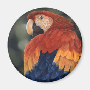 Íman Ímã do Macaw
