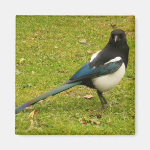Íman Ímã do Magpie