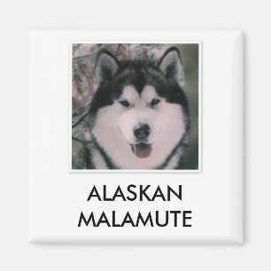 Íman Ímã do Malamute do Alasca