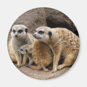 Íman ímã do meerkat