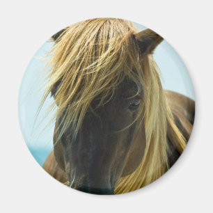 Íman Ímã do mustang