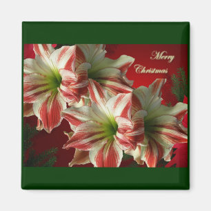 Íman Ímã do Natal dos pares do Amaryllis