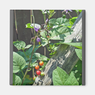 Íman Ímã do nightshade agridoce (dulcamara do Solanum