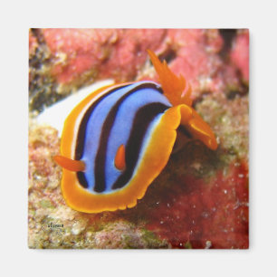 Íman ímã do nudibranch - 2