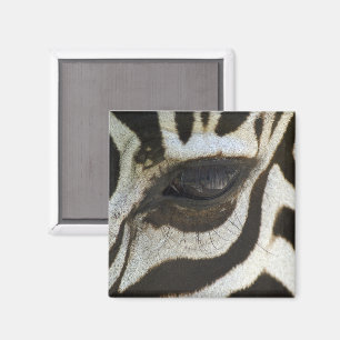 Íman Ímã do olho da zebra