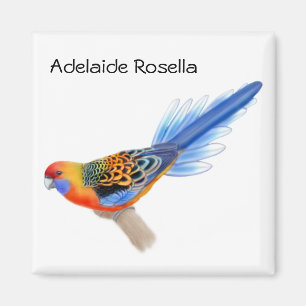Íman Ímã do papagaio de Adelaide Rosella