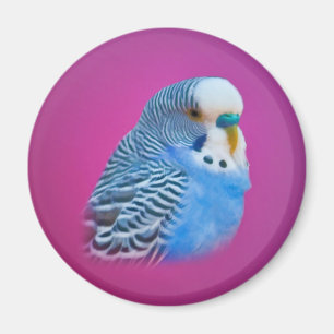 Íman Ímã do Parakeet