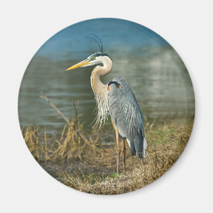 Íman Ímã do pássaro da garça-real de grande azul