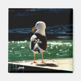 Íman Ímã do pássaro de mar