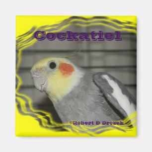 Íman ÍMÃ do pássaro do animal de estimação do Cock