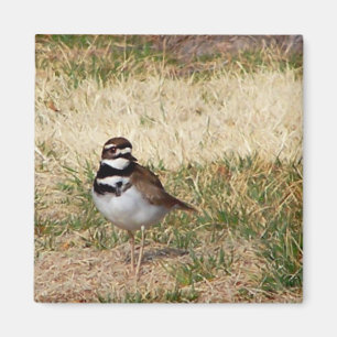 Íman Ímã do pássaro do Killdeer