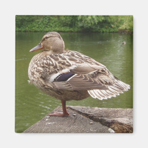 Íman Ímã do pato