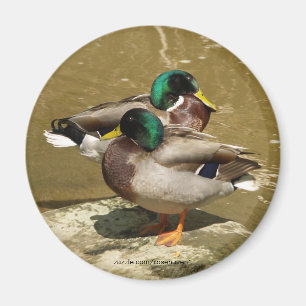 Íman Ímã do pato do pato selvagem