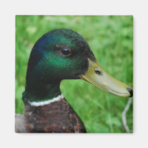 Íman Ímã do pato selvagem