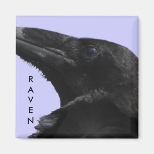 Íman Ímã do perfil do corvo