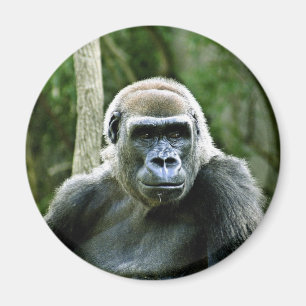 Íman Ímã do perfil do gorila