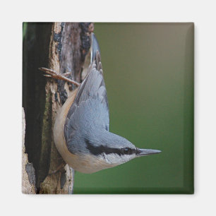 Íman Ímã do pica-pau-cinzento