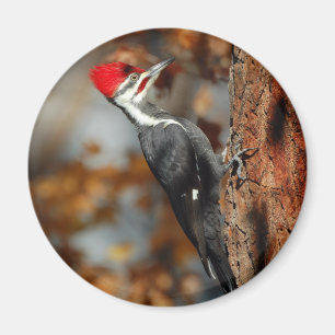 Íman Ímã do pica-pau de Pileated