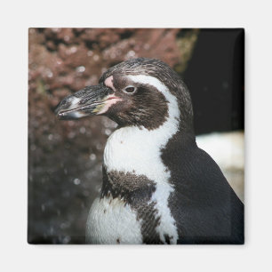 Íman Ímã do pinguim