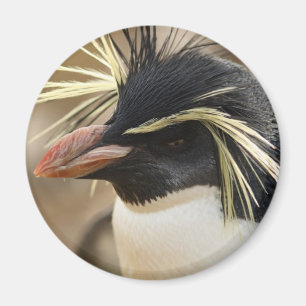 Íman Ímã do pinguim de Rockhopper