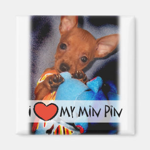 Íman Ímã do Pinscher diminuto