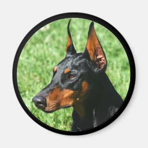 Íman ímã do pinscher do doberman