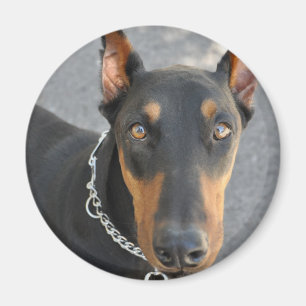 Íman Ímã do Pinscher do Doberman