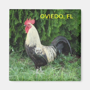 ÍMAN ÍMÃ DO PINTINHO DE OVIEDO