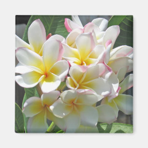 Íman Ímã do Plumeria