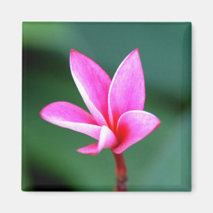 Íman Ímã do Plumeria